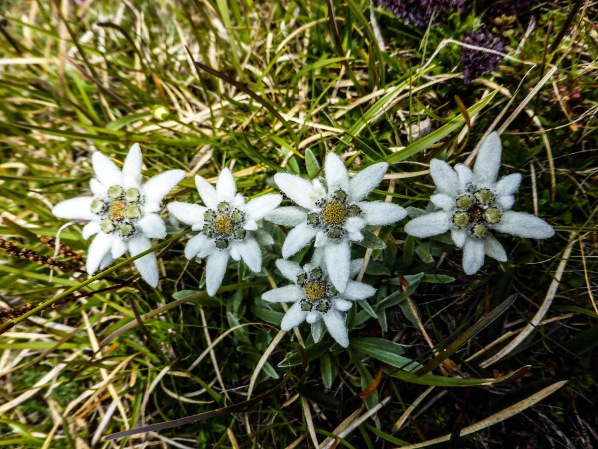 Landhaus Alpenrose - Feriendomizile Pichler Heiligenblut Bagian luar foto