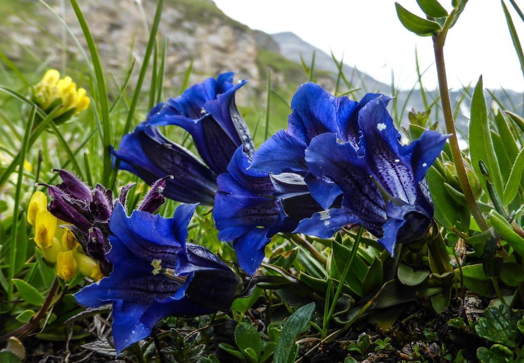 Landhaus Alpenrose - Feriendomizile Pichler Heiligenblut Bagian luar foto